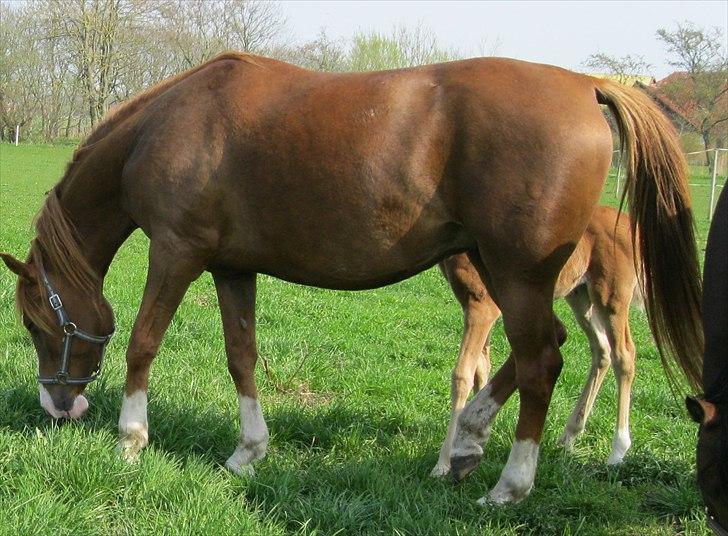 DSP Stormarkgaards Monique [Himmelhest] billede 9