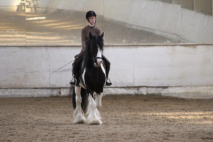 Tinker trold Rideskolehest billede 2