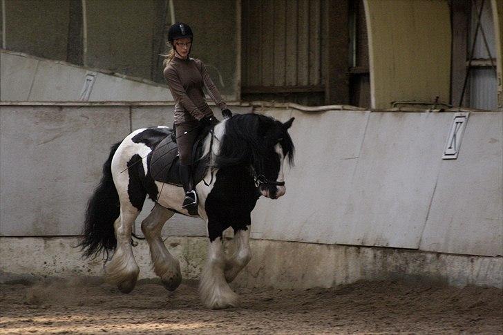 Tinker trold Rideskolehest billede 3