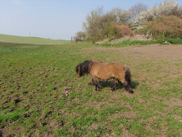 Shetlænder Everlands Mercury  billede 4