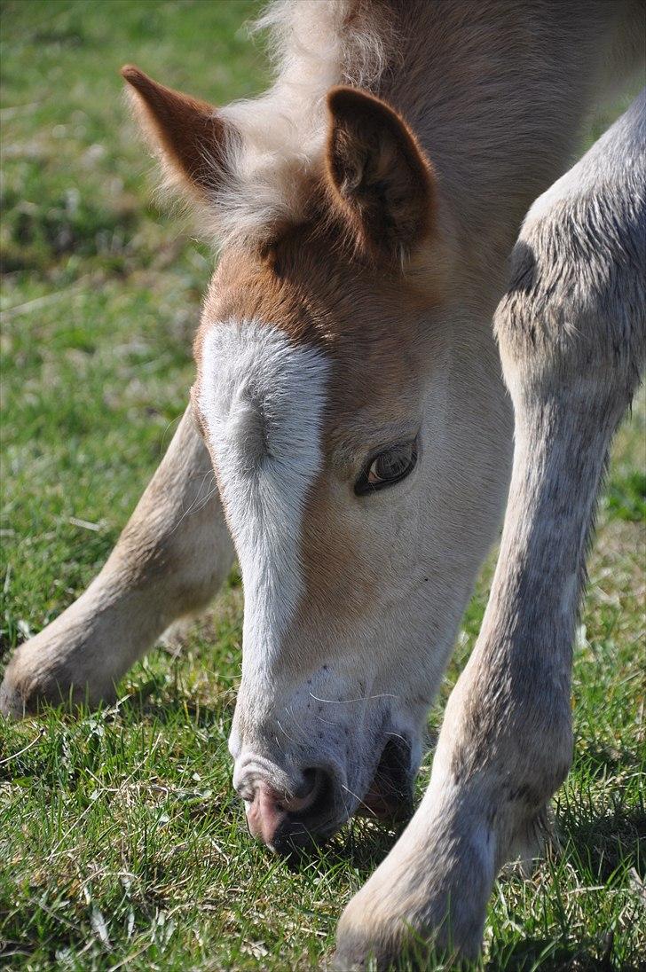 Tyroler Haflinger Atilo billede 1