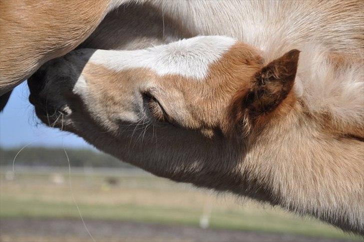 Tyroler Haflinger Atilo billede 2