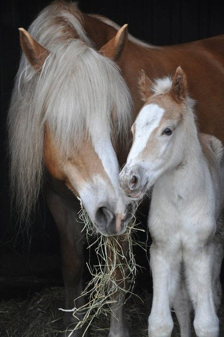 Tyroler Haflinger Atilo billede 4