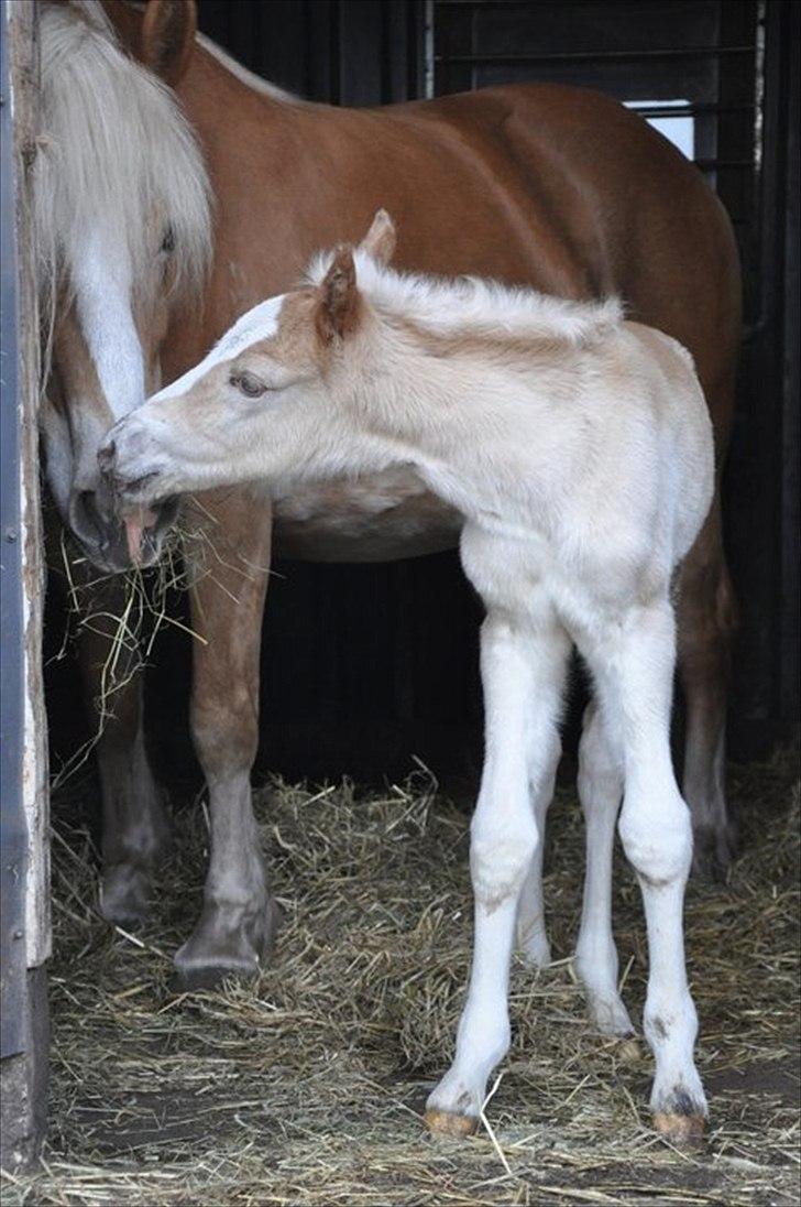 Tyroler Haflinger Atilo billede 5