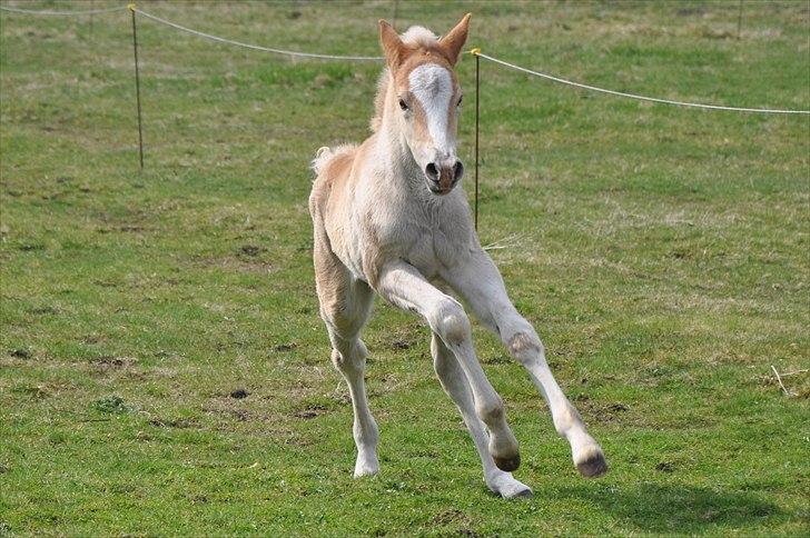 Tyroler Haflinger Atilo billede 6