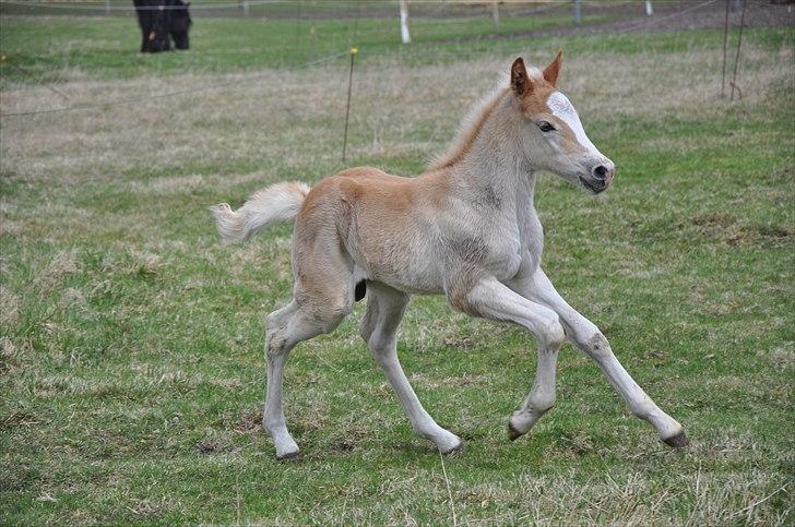 Tyroler Haflinger Atilo billede 7