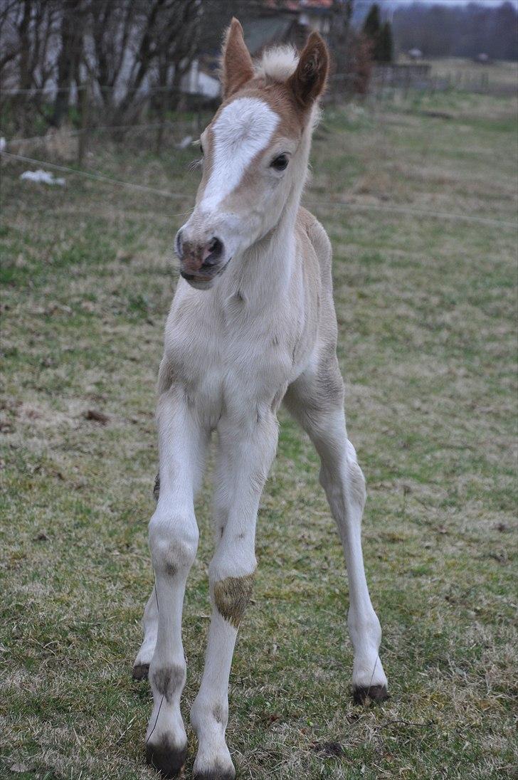 Tyroler Haflinger Atilo billede 8