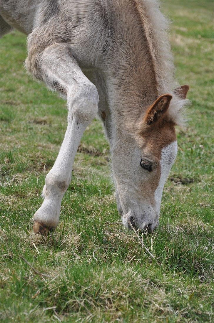 Tyroler Haflinger Atilo billede 9