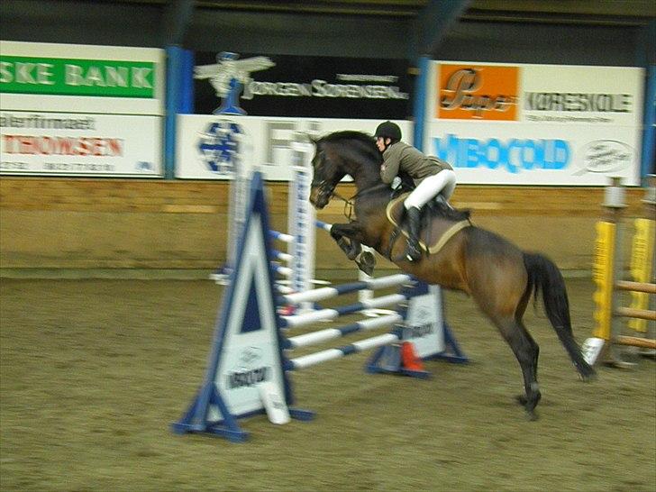 Dansk Varmblod caron(lånehest) - 2011 billede 7