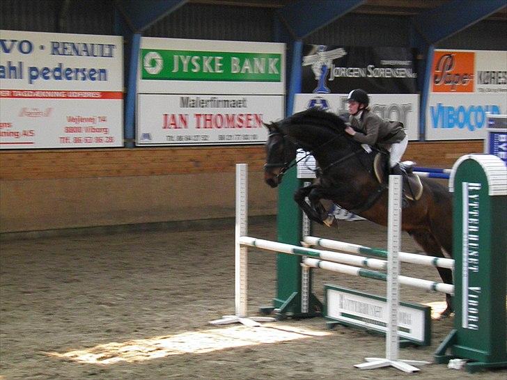 Dansk Varmblod caron(lånehest) - 2011 billede 1