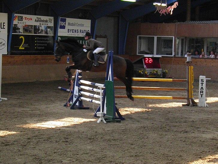 Dansk Varmblod caron(lånehest) - 2011 billede 8