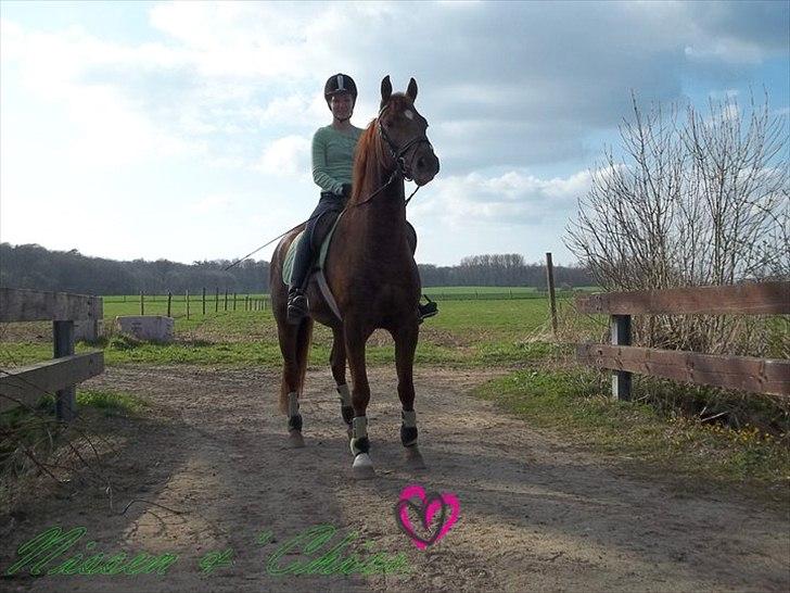 Anden særlig race Rinkenæs Chico - SOLGT billede 19