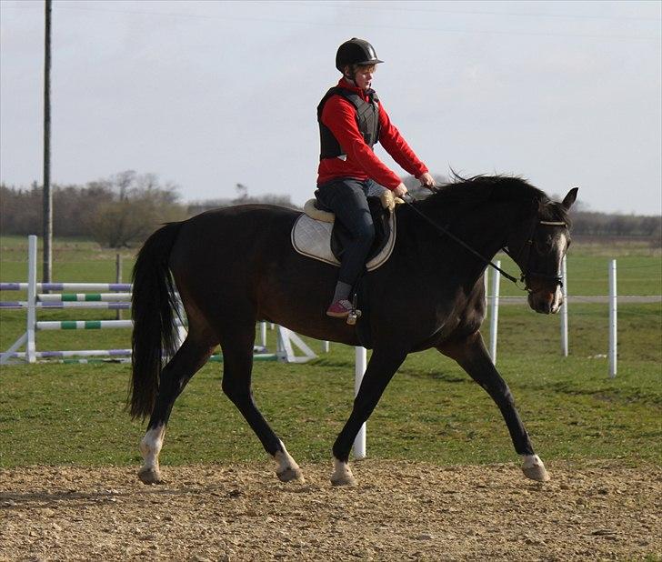 Dansk Varmblod Cor de'Light  R.I.P <3 billede 15