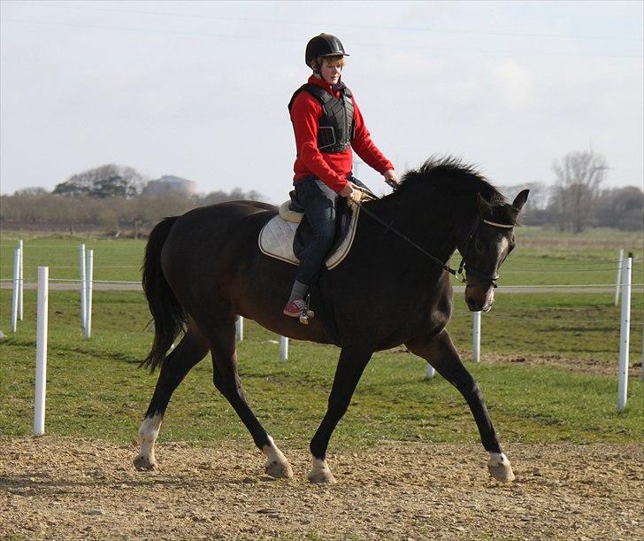 Dansk Varmblod Cor de'Light  R.I.P <3 billede 16