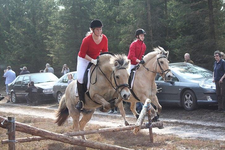 Fjordhest Ronaldo "Otto" Nordly - Ronaldo og Stine til jagt Foto: mig billede 7