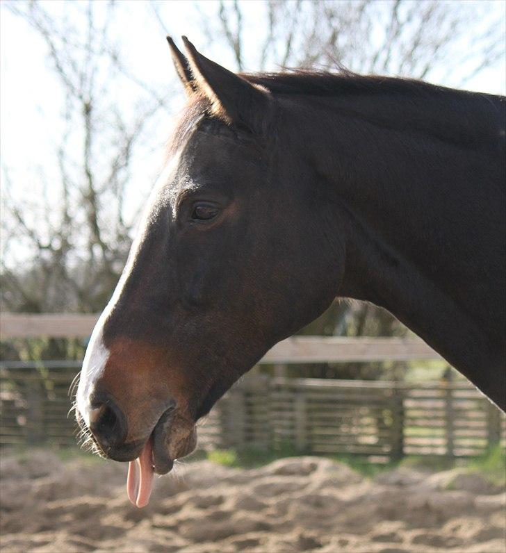 Dansk Varmblod Cor de'Light  R.I.P <3 billede 17