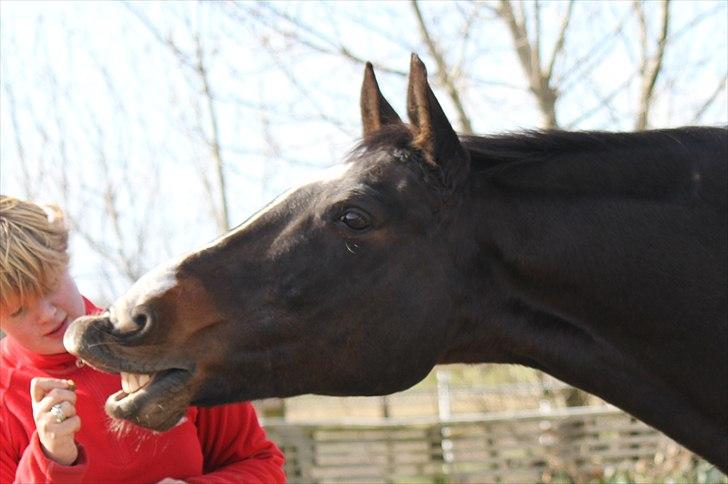 Dansk Varmblod Cor de'Light  R.I.P <3 billede 18