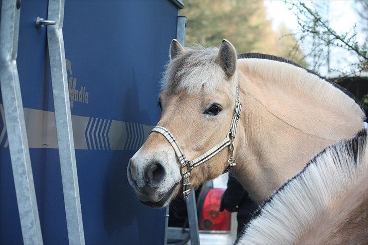 Fjordhest Ronaldo "Otto" Nordly - Ronaldo til jagt med Stine Foto: mig billede 8
