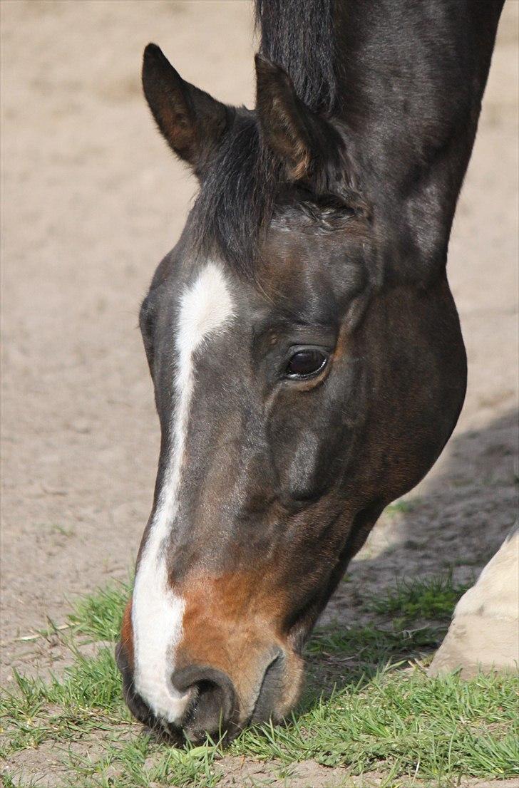 Dansk Varmblod Cor de'Light  R.I.P <3 billede 19