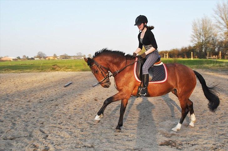 Anden særlig race Star - Som nogle ungheste har tendens til, så pakker hun sig også ind, vi arbejder på sagen (: billede 2