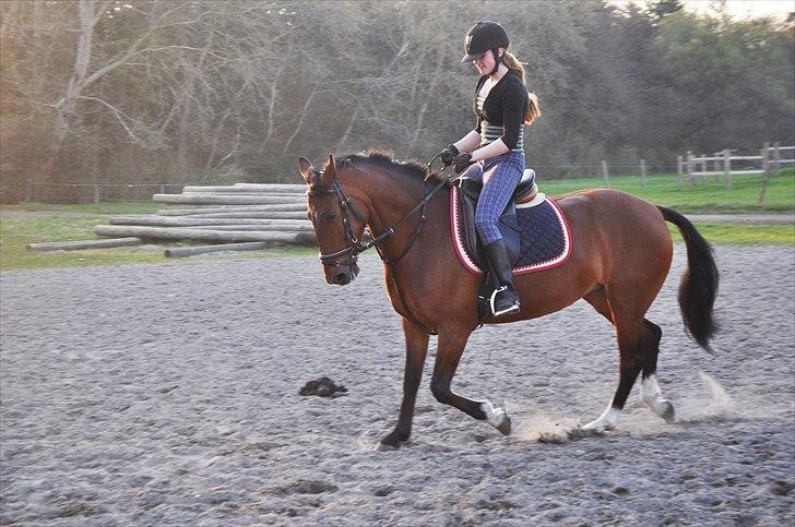 Anden særlig race Star - Fremadgående! :D billede 3