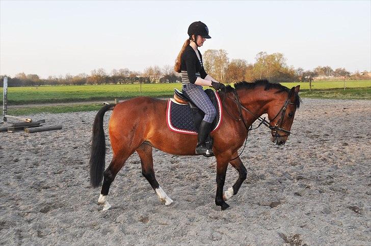 Anden særlig race Star - Drive, drive, drive, så vi kan få hende ud i korrekt holdning ;D billede 5