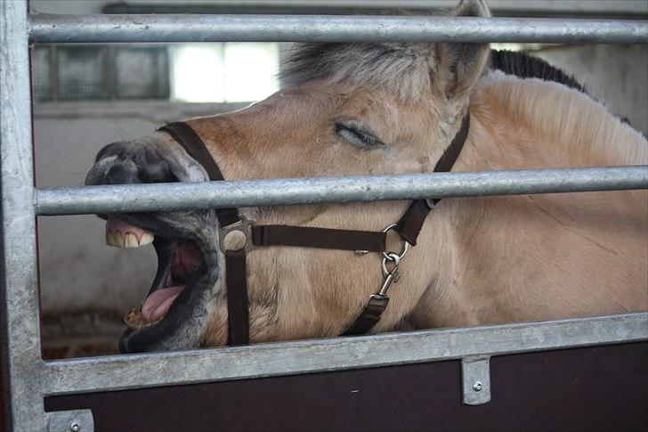 Fjordhest Ronaldo "Otto" Nordly - en meget træt pony Foto: Ida billede 14