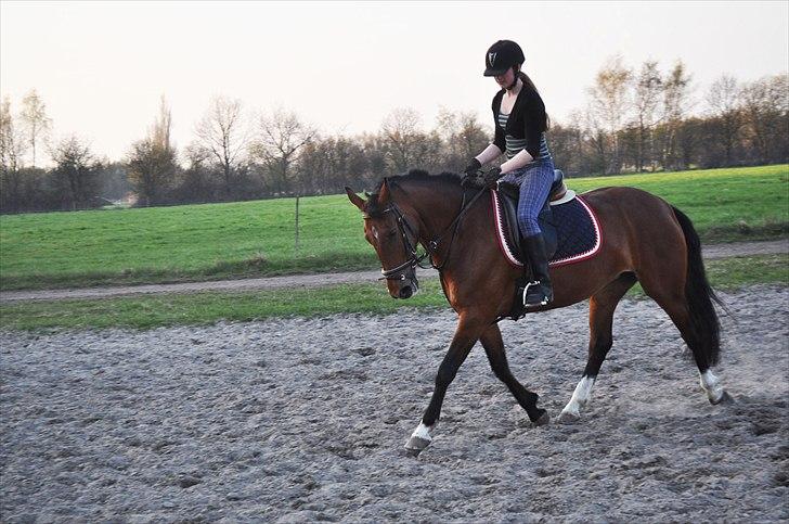 Anden særlig race Star - Trave trave trave ;D Fine ponyhest :D billede 6