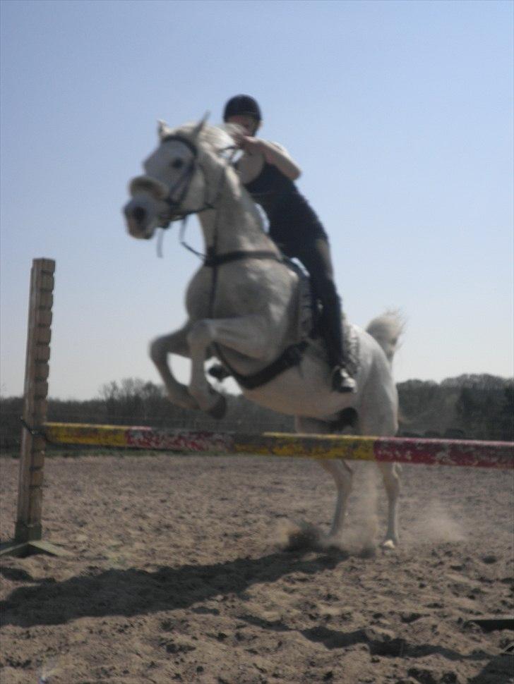 Sportsaraber (A) zhehena (har passet) :D billede 3