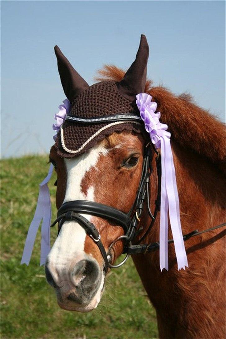 New Forest Thor - Yes 2 rosetter til os:-) billede 8