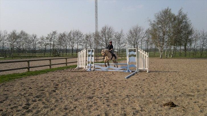 Fjordhest Siri Kaptain (stjernen) (  var min låne Hest)<3 - seje Siri der springer som en drøm første gang jeg spinger på hende rigtig :)  I LOVE YOU :) <3 Siri  min elskede springer :)  billede 12