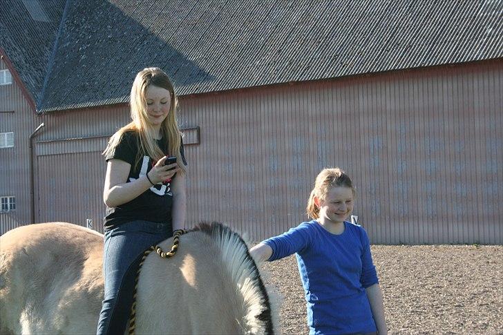 Fjordhest Desirée Vinstrup - Sommer hygge på BELS!
Fotograf: Anso  billede 5