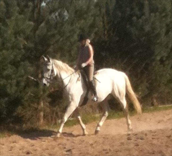 Dansk Varmblod Klostergaardens Medusa billede 8