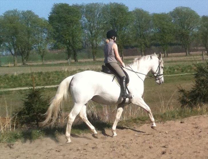 Dansk Varmblod Klostergaardens Medusa billede 9