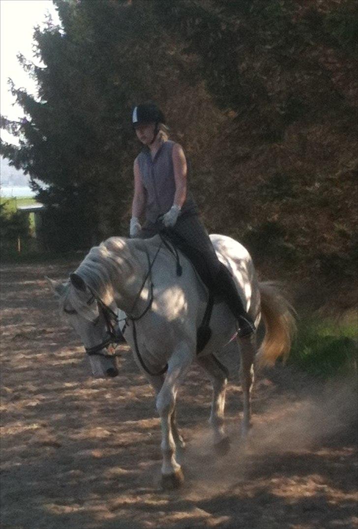 Dansk Varmblod Klostergaardens Medusa billede 10