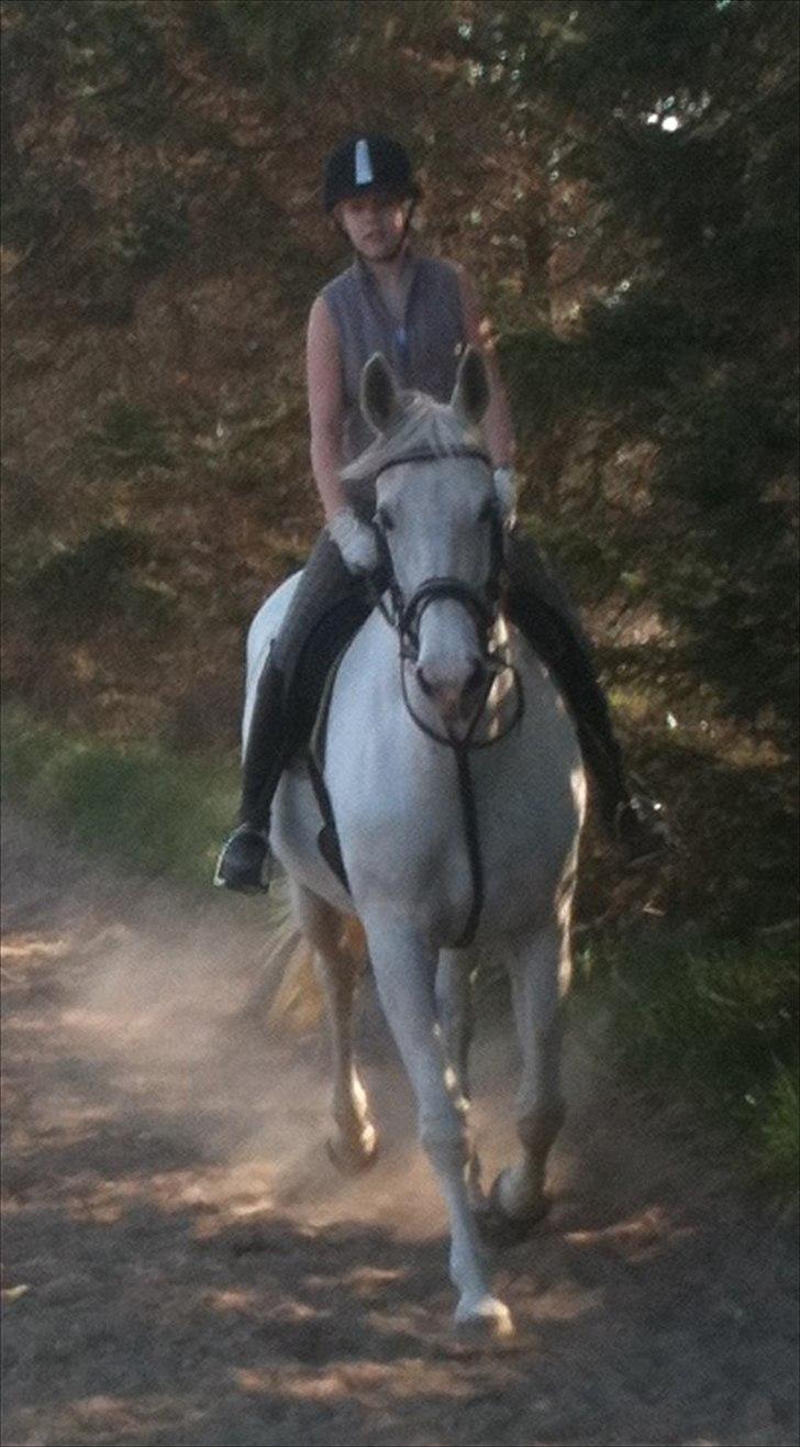 Dansk Varmblod Klostergaardens Medusa billede 12
