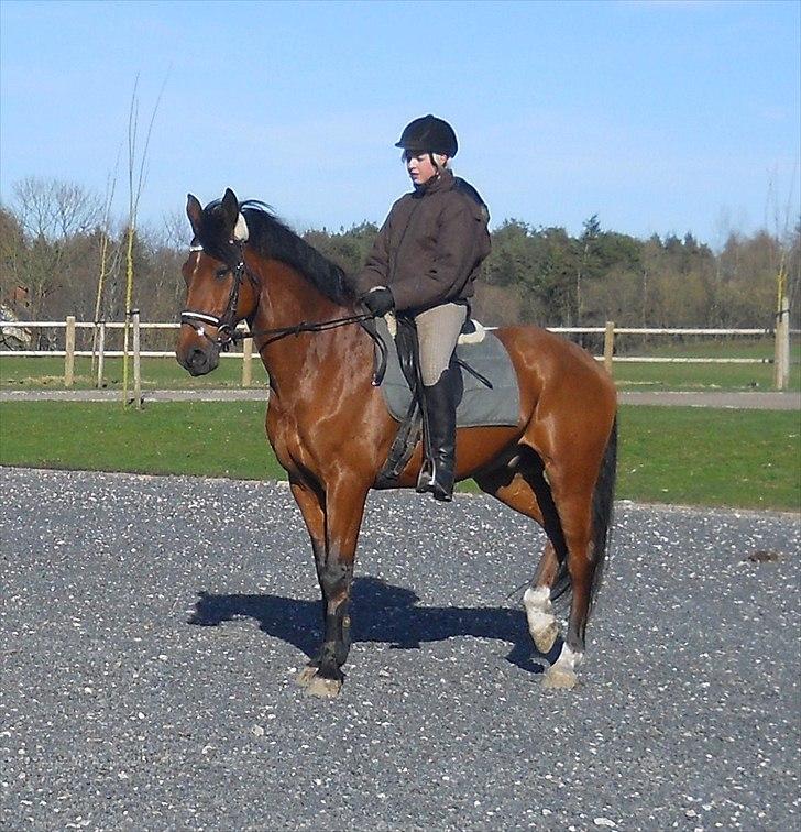 Dansk Varmblod Kessler *SOLGT* billede 1