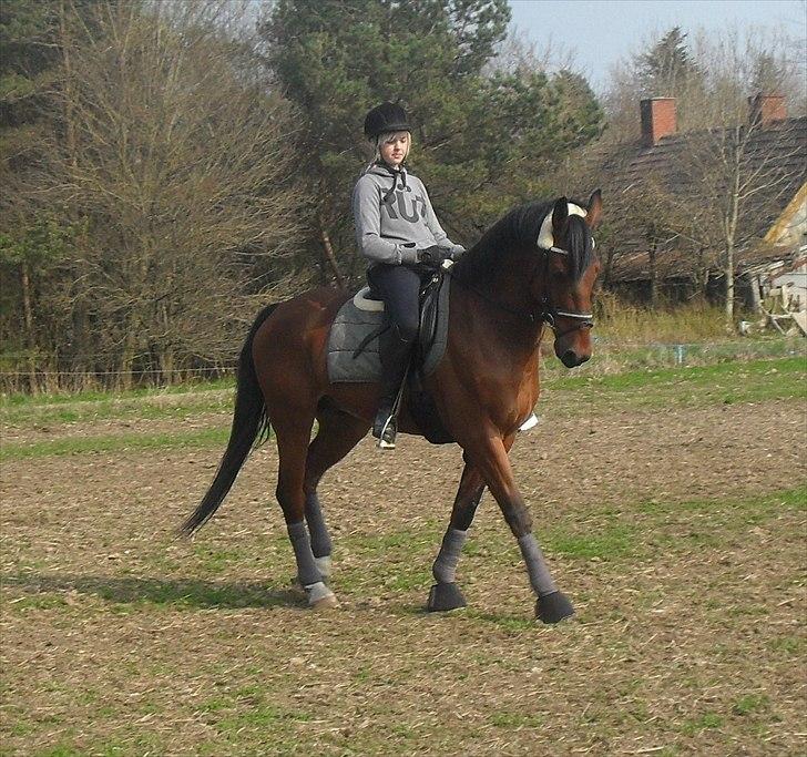 Dansk Varmblod Kessler *SOLGT* billede 2