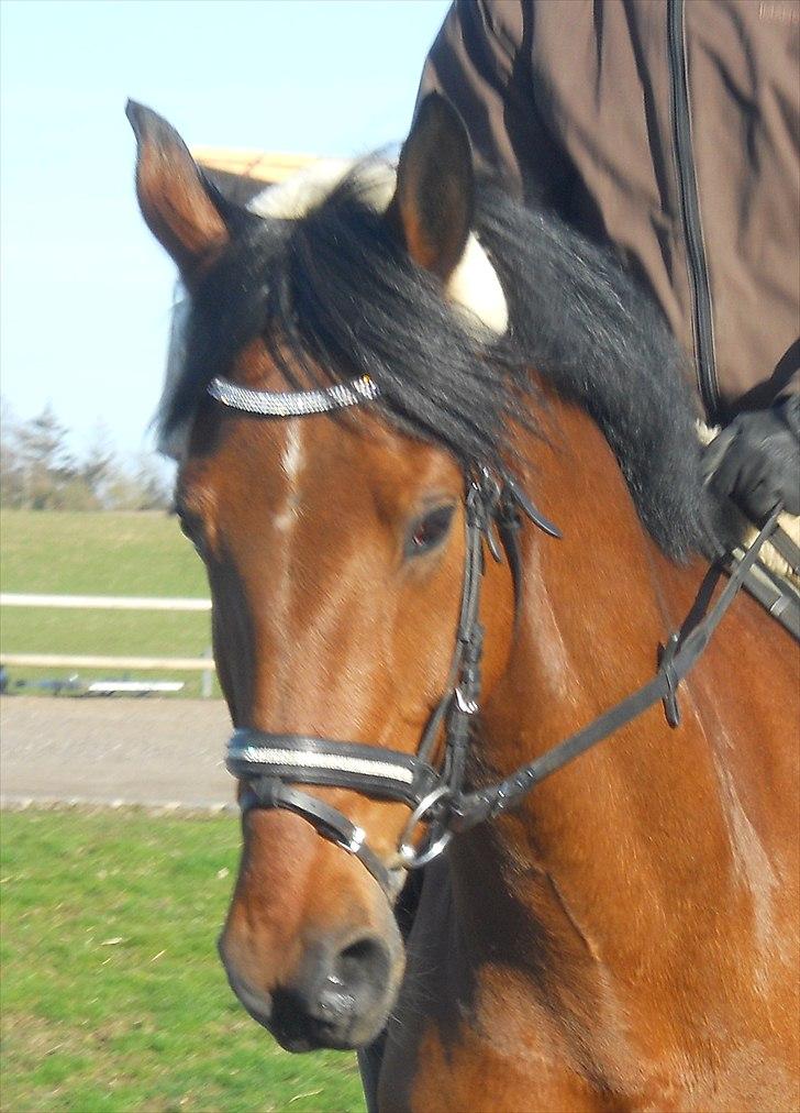 Dansk Varmblod Kessler *SOLGT* billede 3