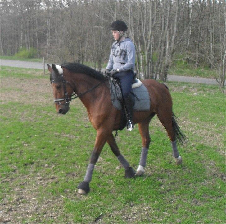 Dansk Varmblod Kessler *SOLGT* billede 4