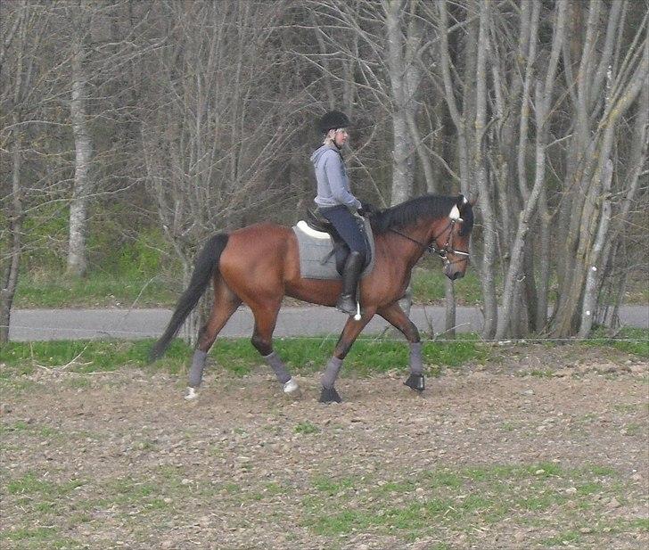 Dansk Varmblod Kessler *SOLGT* billede 5