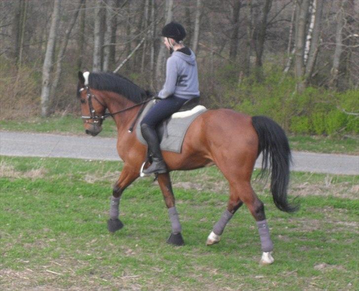 Dansk Varmblod Kessler *SOLGT* billede 6