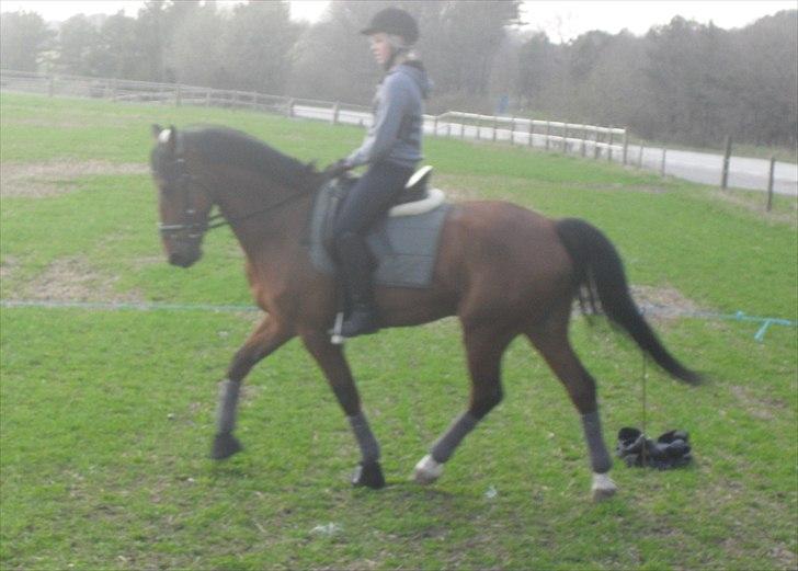 Dansk Varmblod Kessler *SOLGT* billede 7