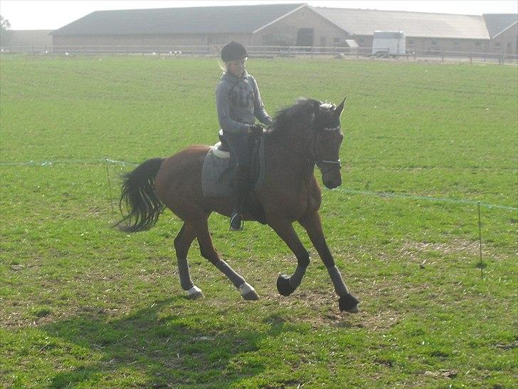 Dansk Varmblod Kessler *SOLGT* billede 8