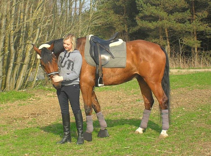 Dansk Varmblod Kessler *SOLGT* billede 9