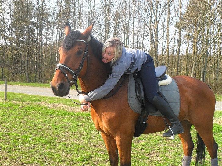 Dansk Varmblod Kessler *SOLGT* billede 10