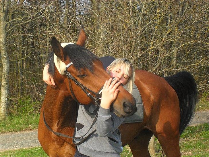 Dansk Varmblod Kessler *SOLGT* billede 11