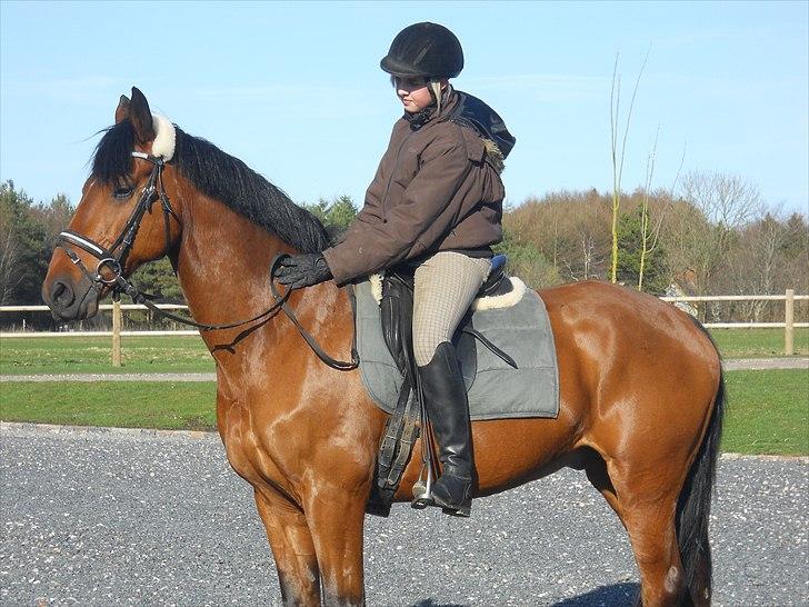 Dansk Varmblod Kessler *SOLGT* billede 12