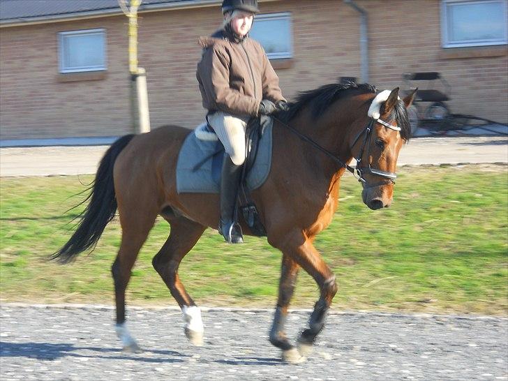 Dansk Varmblod Kessler *SOLGT* billede 13