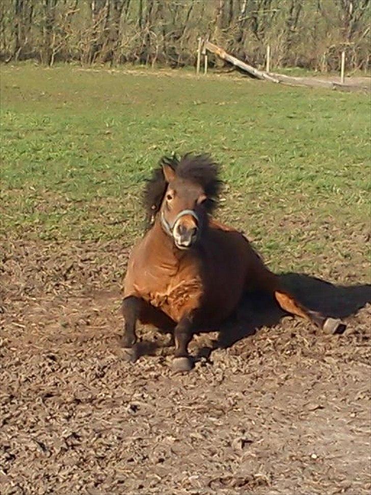 Shetlænder Laban - Søde Laban (´: billede 8